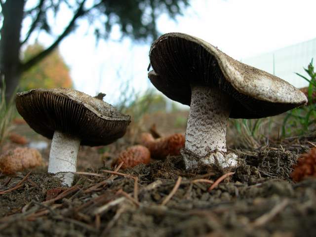 Agaricus pequinii    (Boud.)    Singer